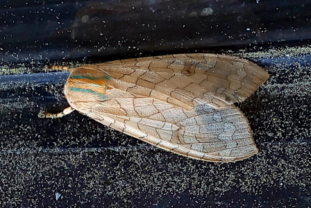 [Top-down view of the moth on a black window ledge beside a window. The moth's wings are behind it and slightly overlapped. There are wavy wide light brown stripes on the tan wings. The thorax head region has two blue-green stripes from the edge of the head going back toward the wings. In between those stripes are two orange stripes. There is a thin section in the middle which is white. Two legs stick out the front.]